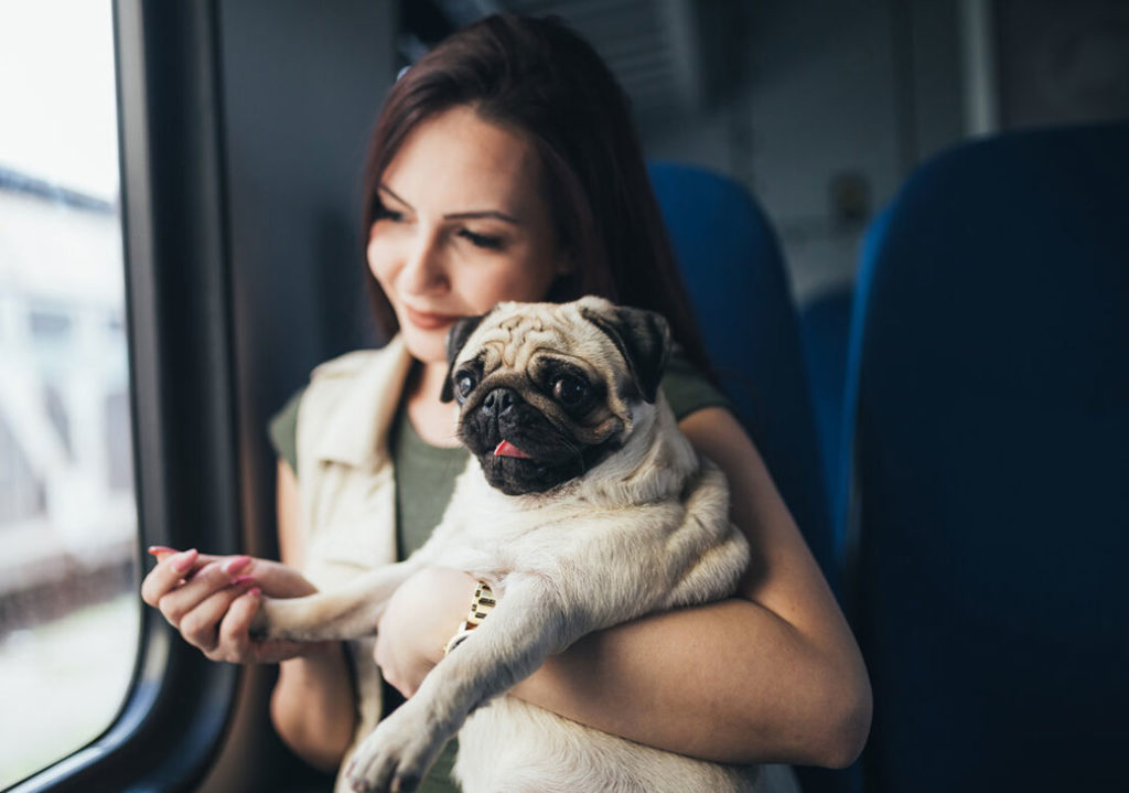 Как перевозить маленькую собаку в поезде