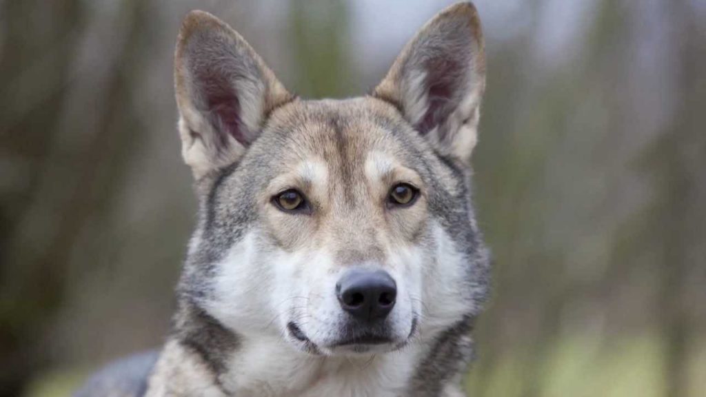Породы собак похожих на волков