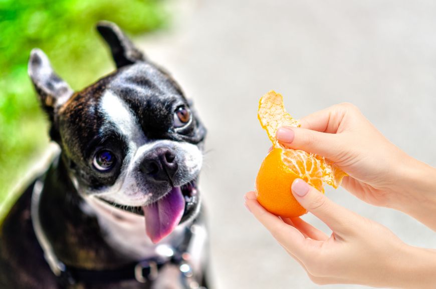 Мандариновая собака. Собака ест мандарины. Собачка в мандарине. Собака с мандаринами на голове. Можно собакам давать мандарины